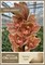 Цимбидиум-Cymbidium-Dyed Mocha-50cm cdd048d2-55c9-11f1-0a80-0d6a001147f3