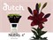 Лилия-Lilium-La Nubia 4+-90cm ce0980e2-55c9-11f1-0a80-0d6a00114848
