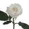 Роза-Rosa-Playa Blanca-50cm-QA e9c0bdfd-569e-11f1-0a80-0ca00012ea29