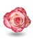 Роза-Rosa-Paloma-50cm-QA e9e3c85d-569e-11f1-0a80-0ca00012ea32