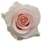 Роза-Rosa-Sweet Beat-50cm-QA e9f174da-569e-11f1-0a80-0ca00012ea35