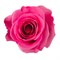 Роза-Rosa-Tabatha-50cm-QA e9f47ca7-569e-11f1-0a80-0ca00012ea38