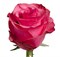 Роза-Rosa-Lola-60cm-TA eaa4a8e4-569e-11f1-0a80-0ca00012ea3b