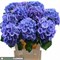 Гортензия-Hydrangea-M Elbtal Bl-80cm 331b0871-343d-11ee-0a80-0dd40017ec28