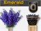 Дельфиниум-Delphinium-Du Delp Emeral-70cm bb1d4ed6-56a5-11f1-0a80-0d6a003d22da