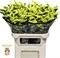 Лимониум-Limonium-S Glossy Wings-80cm-70gr bb3d94ca-56a5-11f1-0a80-0d6a003d22e0