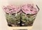 Лимониум-Limonium-S Sera Sun Birds-75cm-65gr bb40a8e7-56a5-11f1-0a80-0d6a003d22e3