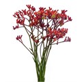 Анигозантус-Kangaroo-Early Spring-72cm-TB 196b32fe-9d69-11f0-0a80-0d170000ebaf