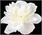 Пион-Peony-Duchesse De Numours-55cm-ST 73367c40-581e-11f1-0a80-0b390017b7d1