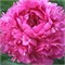 Пион-Peony-Glory Hallelujan-55cm-ST 733bfdc0-581e-11f1-0a80-0b390017b7d4