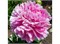 Пион-Peony-Jacorma-55cm-ST 73401731-581e-11f1-0a80-0b390017b7d7