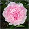 Пион-Peony-Sarah Bernhardt-55cm-ST 7343f9e0-581e-11f1-0a80-0b390017b7db