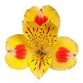 Альстромерия-Alstroemeria-Bali-62cm-TB 196eec76-9d69-11f0-0a80-0d170000ebb5