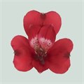 Альстромерия-Alstroemeria-Cardinal-62cm-TB 1970d640-9d69-11f0-0a80-0d170000ebb8