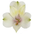 Альстромерия-Alstroemeria-Pearl Bell-62cm-TB 1972b71e-9d69-11f0-0a80-0d170000ebbb