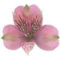 Альстромерия-Alstroemeria-Elegance-62cm-TB 1974b603-9d69-11f0-0a80-0d170000ebbe