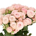 Роза куст-Rosa sp-Pink Majolika-53cm-TB 19767e72-9d69-11f0-0a80-0d170000ebc1