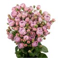 Роза куст-Rosa sp-Lavender Bubble-53cm-TB 1978531a-9d69-11f0-0a80-0d170000ebc4