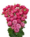 Роза куст-Rosa sp-Party Trendsetter-53cm-TB 197bf273-9d69-11f0-0a80-0d170000ebca