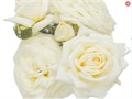 Роза куст-Rosa sp-Snow Ballet-53cm-TB 197dc558-9d69-11f0-0a80-0d170000ebcd