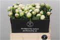 Пион-Paeonia-Claude Tain 197ef5f6-045b-11ef-0a80-0c4c0003c66a