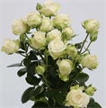 Роза куст-Rosa sp-Miss Bombastic-53cm-TB 19817f16-9d69-11f0-0a80-0d170000ebd3