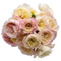 Роза куст-Rosa sp-Tambuzi Pink-53cm-TB 1983556c-9d69-11f0-0a80-0d170000ebd6