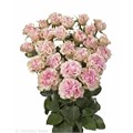 Роза куст-Rosa sp-Candy Flow-50cm--Ge 1985d593-ca1c-11ed-0a80-08cb0007c14d