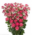 Роза куст-Rosa sp-Miss Imara-53cm-TB 198e7227-9d69-11f0-0a80-0d170000ebe8