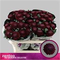 Хризантема одн-Chrysant Gr-Poker-70cm-80gr 1991c102-bfa6-11ec-0a80-0b4c00087e8f