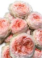 Роза куст-Rosa sp-Geogia Peach-53cm-TB 19926198-9d69-11f0-0a80-0d170000ebee