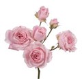 Роза куст-Rosa sp-Fairy Kiss Pink-53cm-TB 19949c85-9d69-11f0-0a80-0d170000ebf1