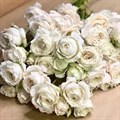 Роза куст-Rosa sp-Fairy Kiss White-53cm-TB 1998f539-9d69-11f0-0a80-0d170000ebf7