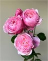 Роза куст-Rosa sp-Silver Pink-53cm-TB 199b30c5-9d69-11f0-0a80-0d170000ebfa
