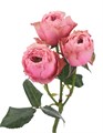Роза куст-Rosa sp-North Anger-53cm-TB 199fc3b9-9d69-11f0-0a80-0d170000ec00