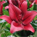 Лилия-Lilium-La  Forza Red-90cm 19a1b978-9451-11ee-0a80-0cc70013939a