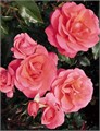 Роза куст-Rosa sp-Rainy Day-53cm-TB 19a41af9-9d69-11f0-0a80-0d170000ec06
