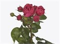 Роза куст-Rosa sp-Hawi-53cm-TB 19a6c1ae-9d69-11f0-0a80-0d170000ec09
