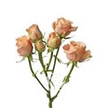 Роза куст-Rosa sp-Sahara Sensation-53cm-TB 19a9051f-9d69-11f0-0a80-0d170000ec0c