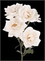 Роза куст-Rosa sp-Alina Perfumella White-53cm-TB 19ad4c7a-9d69-11f0-0a80-0d170000ec12