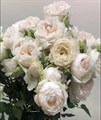 Роза куст-Rosa sp-Tambuzi White-53cm-TB 19af59cf-9d69-11f0-0a80-0d170000ec15