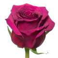 Роза-Rosa-Queenberry-50cm-PE 19b4119a-54d7-11ef-0a80-07340018f0a9