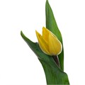 Тюльпан-Tulip-En Strong Gold-50cm-46gr 19b5e400-9451-11ee-0a80-0cc7001393a0