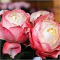 Роза куст-Rosa sp-Princess Suki-53cm-TB 19b98e55-9d69-11f0-0a80-0d170000ec21