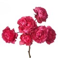 Роза куст-Rosa sp-Julietta Raspberry-53cm-TB 19bba0b5-9d69-11f0-0a80-0d170000ec24