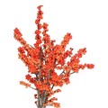 Илекс-Ilex orange-60 cm 19c2bf9c-a5a8-11ef-0a80-0e210006cf59