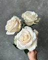 Роза-Rosa-Giulianna-40cm-CN 19cf4d0d-8c87-11ef-0a80-149400142b02