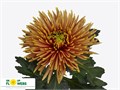 Хризантема одн-Chrysant Gr-Saffina Dark-70cm-75gr 19e0a244-bfa6-11ec-0a80-0b4c00087ed0