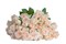 Роза куст-Rosa sp-Sancerre-60cm-RS 11f43671-58e8-11f1-0a80-0b3900237b2b