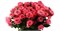 Роза куст-Rosa sp-Spasibo Bolchoi-60cm--RS 4e1b3e4f-58ee-11f1-0a80-1d4c004925c0